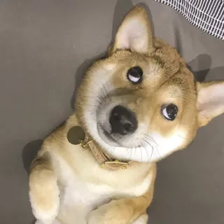 🙄 Hund, Shiba Inu, Haustier, Tier, süß, Welpe, Hundi, Hundeartig telegram sticker