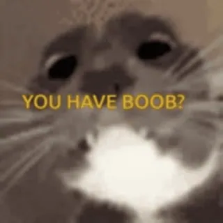 ☺️ YOU HAVE BOOB? cat, meme, question, funny whatsapp sticker