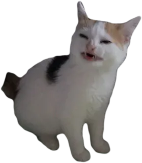 🍌 cat, animal, pet, cute, kitten, domestic cat, feline telegram sticker