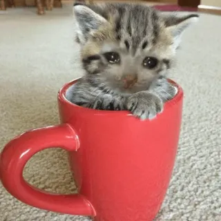 😭 kitten, cat, cup, sad, cute, pet, animal telegram sticker