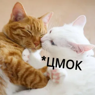 😘 *ЦМОК gatti, bacio, animali, affetto, carino, baciare whatsapp sticker