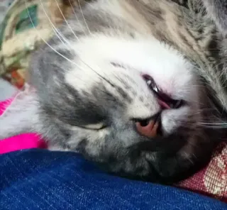 😴 gato, dormindo, animal de estimação, animal doméstico telegram sticker
