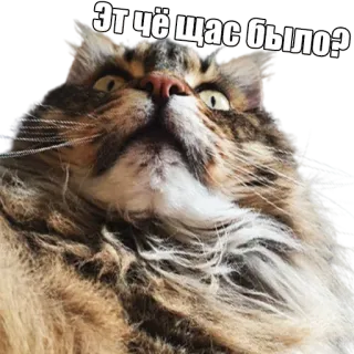 😨 Это чё щас было? кот, мем, смешно, русский, в шоке, в замешательстве telegram sticker