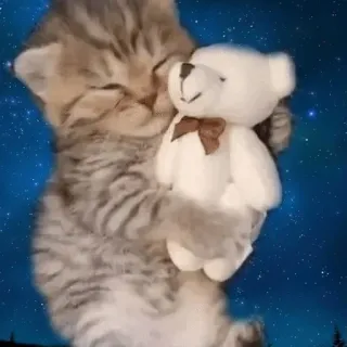 😴 kociak, kot, pluszowy miś, sen, słodki, noc, gwiazdy, marzenie telegram sticker