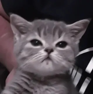 🐈 kotek, kot, zwierzę, zwierzak, słodki, szary telegram sticker
