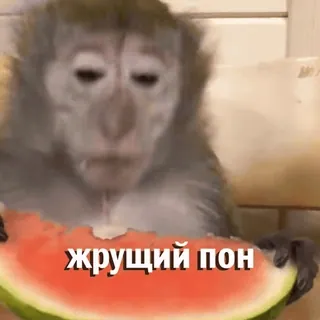 🍉 жрущий пон macaco, melancia, animal, comendo, engraçado whatsapp sticker