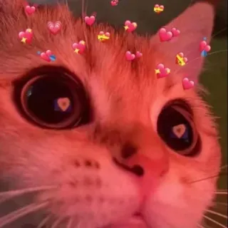 😍 cat whatsapp sticker
