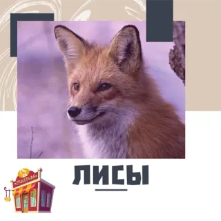 Лисы @stickernayaa whatsapp stickers