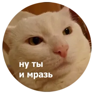 😾 ну ты и мразь kat, aanstootgevend, dier, meme, russisch whatsapp sticker