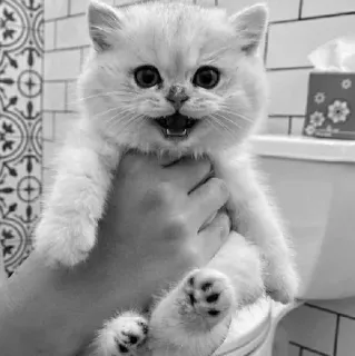🖇 kitten, cat, animal, cute, pet, domestic, feline, small telegram sticker