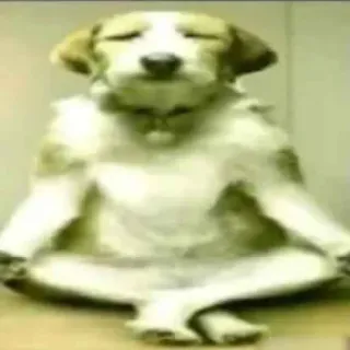 🐶 dog, meditation, animal, yoga, zen, peaceful, relaxation telegram sticker