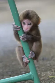 🐒 singe, animal, mignon, bébé singe, faune sauvage, primate telegram sticker