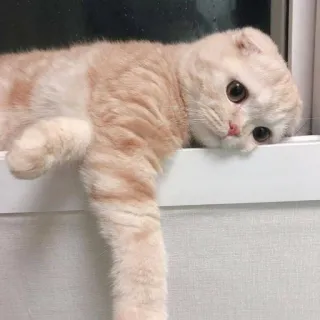 🪐 cat, animal, cute, feline, pet, kitten telegram sticker