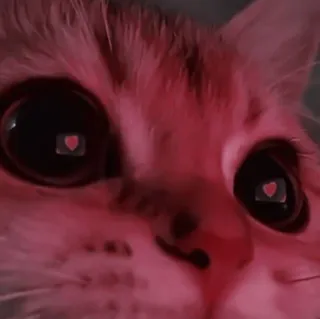 💗 кошка, животное, питомец, глаза, любовь, сердце telegram sticker