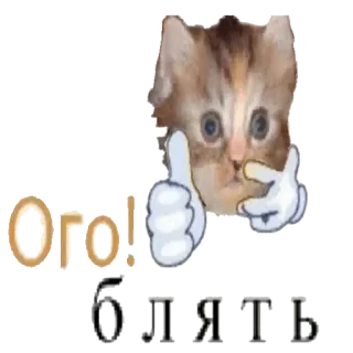 👍 Ого! Блять gato, gatito, ruso, pulgar arriba, jerga, expresión telegram sticker