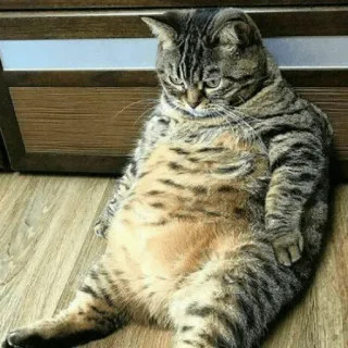 😺 chat, animal, chat domestique, animal de compagnie, mammifère, félin telegram sticker