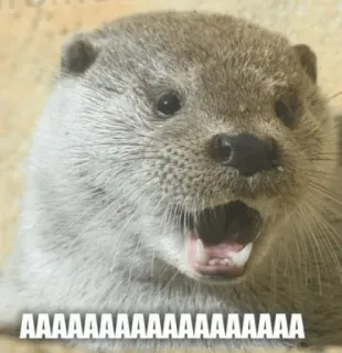 😱 AAAAAAAAAAAAAAAAAAAAAAA otter, animal, scream, cute, funny, meme telegram sticker