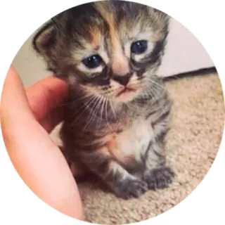 😢 kitten, cat, cute, animal, pet, small cat telegram sticker