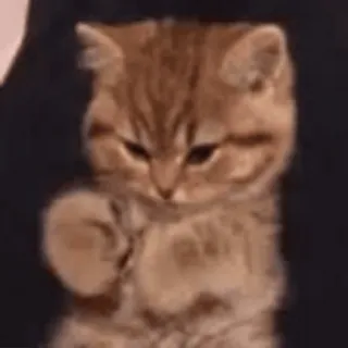 💞 猫, 小猫, 动物, 可爱, 宠物 telegram sticker