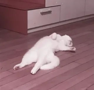 🤍 猫, 白猫, 睡觉, 宠物, 动物 telegram sticker