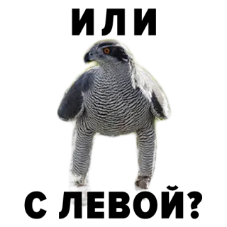 😎 Vogel, Habicht, Falke, Tier, Natur, Wildtier telegram sticker
