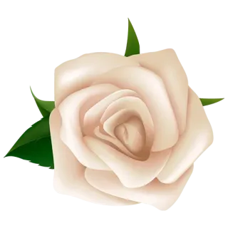 ⭐️ rose, flower, floral, plant, nature, white rose telegram sticker