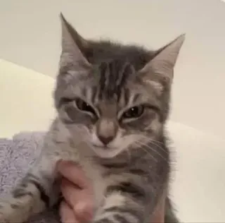😡 고양이, 새끼 고양이, 동물, 애완 동물, 고양이과, 귀여운, 반려 동물 whatsapp sticker