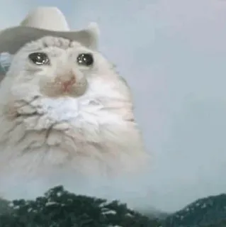 😭 cat, cowboy, crying, meme, sad, hat, animal telegram sticker