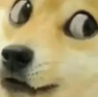 😳 Doge doge, mem, pies, śmieszne, shiba inu telegram sticker