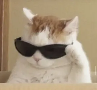 🐱 cat, sunglasses, cool, animal, pet telegram sticker