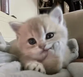 🥰 chaton, chat, doigt d'honneur, geste obscène, mignon, animal, animal de compagnie telegram sticker