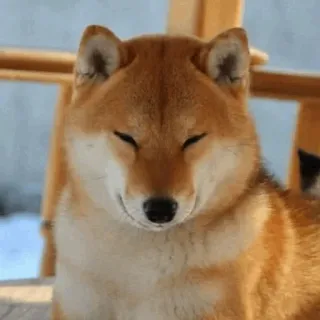 🐕 perro, shiba inu, animal, lindo, mascota, mamífero whatsapp sticker