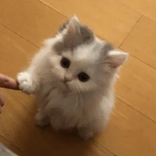 💓 кот, котёнок, милый, питомец, животное, пушистый, палец, маленький whatsapp sticker