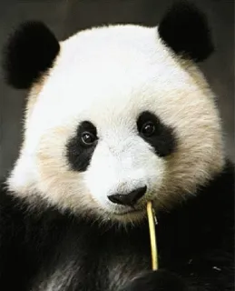 😐 panda, animal, bamboo, wildlife, mammal telegram sticker