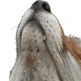 🦊 animal, wolf, mammal, wildlife, fur, canine, predator, snout telegram sticker