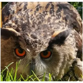 😈 owl, bird, nature, predator, wildlife telegram sticker
