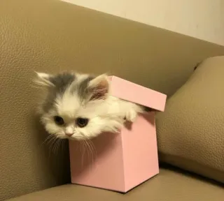 ❤️ gatinho, gato, caixa, fofo, animal de estimação, animal telegram sticker