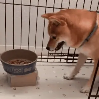 😉 GOOD DOG собака, сиба-ину, домашнее животное, животное, корм для собак, домашнее животное, порода собаки whatsapp sticker