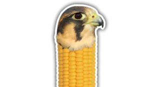 🐦 pájaro, maíz, animal, comida, lindo, divertido, halcón, animal whatsapp sticker