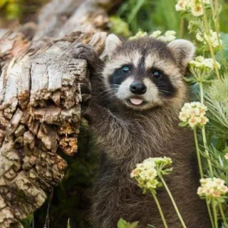🌾 енот, животное, природа, милый, дикая природа, млекопитающее telegram sticker