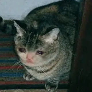 😭 kucing, sedih, meme, hewan telegram sticker