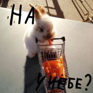 🐰 HA
УНЕБЕ? lapin, carotte, caddie, mignon, animal whatsapp sticker