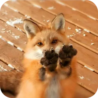 👐 telegram sticker