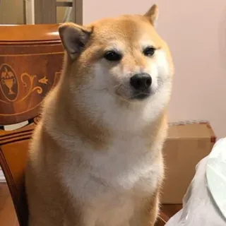😶 Doge dog, shiba inu, meme, animal, pet telegram sticker
