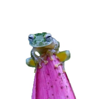 🐸 カエル, 両生類, 自然, 野生動物, 動物, ピンク, 植物 telegram sticker
