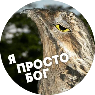 😌 Я просто БОГ 올빼미, 새, 유머, 신, 웃긴, 동물 telegram sticker