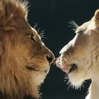 🥰 leoni, animali, fauna selvatica, affetto, coppia, amore, bacio telegram sticker