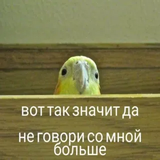 😡 вот так значит да
не говори со мной
больше burung, cockatiel, burung beo, teks, bahasa Rusia, meme telegram sticker