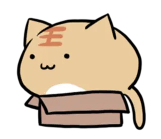 📦 chat, boîte, mignon, chaton, dessin animé, animal whatsapp sticker