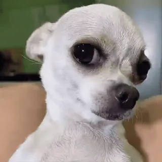 🐶 chien, chihuahua, animal, animal de compagnie, mignon, portrait whatsapp sticker